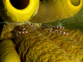 098 Banded Coral Shrimp IMG 5478